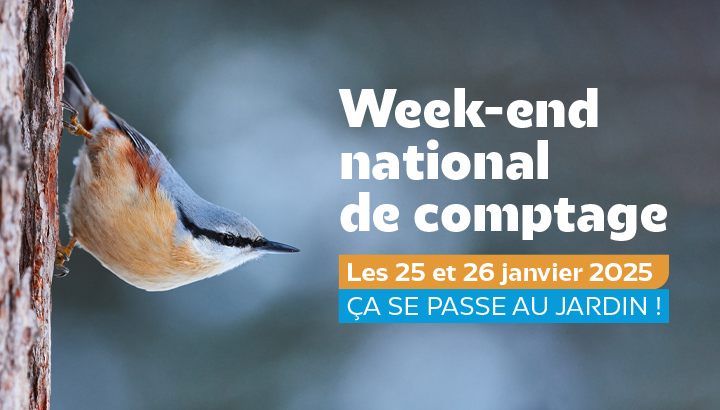 Week-end national de comptage des Oiseaux des jardins